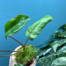 Load image into Gallery viewer, Philodendron Paraiso Verde