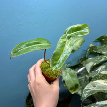 Load image into Gallery viewer, Philodendron Paraiso Verde