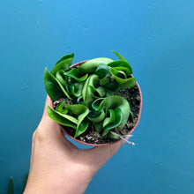 Load image into Gallery viewer, Hoya Carnosa Compacta 'Hindu Rope Plant'