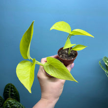 Load image into Gallery viewer, Baby Epipremnum Aureum 'Neon Pothos'