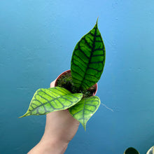 Load image into Gallery viewer, Hoya Callistophylla Propagation Pot