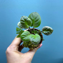 Load image into Gallery viewer, Saintpaulia 'African Violet' Propagation Small Plant