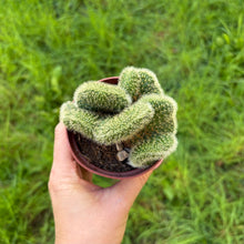 Load image into Gallery viewer, Hildewintera Aureispina F. Cristata