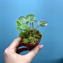 Load image into Gallery viewer, Saintpaulia 'African Violet' Propagation Small Plant
