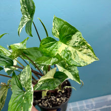 Load image into Gallery viewer, Syngonium Podophyllum Albo Variegata