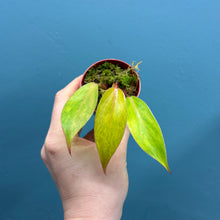 Load image into Gallery viewer, Philodendron 'Painted Lady'