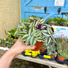 Load image into Gallery viewer, Tradescantia Zebrina 'Silver Inch Plant'