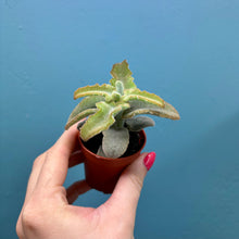 Load image into Gallery viewer, Kalanchoe Beharensis