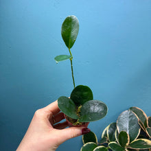Load image into Gallery viewer, Hoya Australis Propagation Pot B