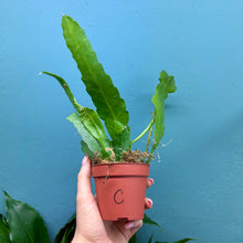 Load image into Gallery viewer, Epiphyllum Sarah Courant C