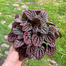 Load image into Gallery viewer, Peperomia 'Lucinda'