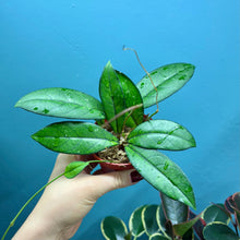 Load image into Gallery viewer, Hoya Crassipetiolata Propagation Pot
