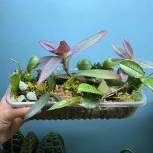 Load image into Gallery viewer, Propagation Bundle Tub 86 - Hoya, Tradescantia, Peperomia, Pilea, Schlumbergera & Hoya