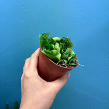 Load image into Gallery viewer, Hoya Carnosa Compacta 'Hindu Rope Plant'