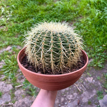 Load image into Gallery viewer, Echinocactus Grusonii 'Golden Barrel Cactus'