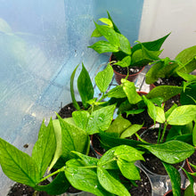 Load image into Gallery viewer, Baby Hoya Polyneura Rooted Cuttings