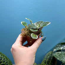 Load image into Gallery viewer, Saintpaulia Variegated 'African Violet' Propagation Small Plant