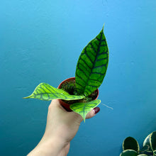 Load image into Gallery viewer, Hoya Callistophylla Propagation Pot