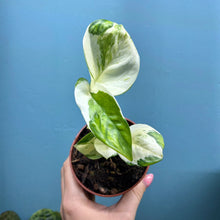 Load image into Gallery viewer, Epipremnum Aureum 'Happy Leaf'