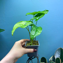 Load image into Gallery viewer, Home Grown Houseplant Wonky Bargain Bundle - Philodendron, Sansevieria & Syngonium