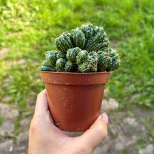 Load image into Gallery viewer, Cereus Peruvianus Monstrosus Cristata