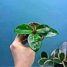 Load image into Gallery viewer, Hoya Krinkle 8 Propagation Pot