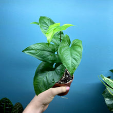 Load image into Gallery viewer, Syngonium Podophyllum