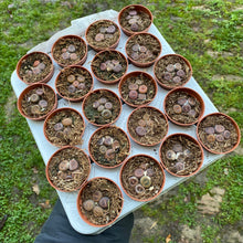 Load image into Gallery viewer, Baby Lithops 'Living Stones'