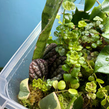 Load image into Gallery viewer, Propagation Bundle Tub 85 - Hoya, Peperomia, Pilea, Schlumbergera & Hoya