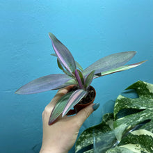 Load image into Gallery viewer, Tradescantia Pallida Variegated 'Pink Stripe' Propagation Pot
