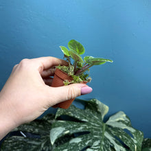 Load image into Gallery viewer, Saintpaulia 'African Violet' Propagation Small Plant