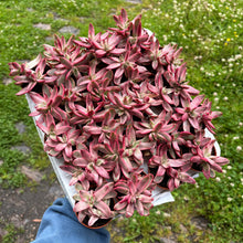 Load image into Gallery viewer, Crassula Rubricaulis 'Candy Cane'