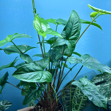 Load image into Gallery viewer, Syngonium Podophyllum