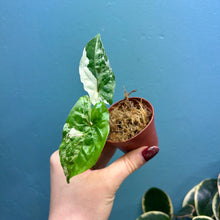 Load image into Gallery viewer, Syngonium Podophyllum Albo Variegata Propagation Pot