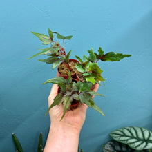 Load image into Gallery viewer, Begonia Dregei Propagation Pot (Caudex Begonia)