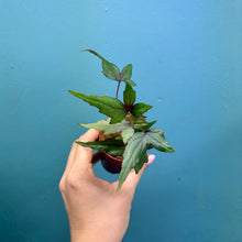 Load image into Gallery viewer, Begonia Dregei Propagation Pot (Caudex Begonia)