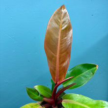 Load image into Gallery viewer, Philodendron 'Prince of Orange'