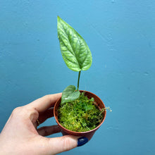 Load image into Gallery viewer, Amydrium Medium Silver Rooted Cutting