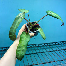 Load image into Gallery viewer, Philodendron Atabapoense