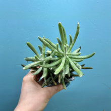 Load image into Gallery viewer, Senecio Scapusis