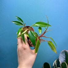 Load image into Gallery viewer, Philodendron Erubescens 'Red Emerald'