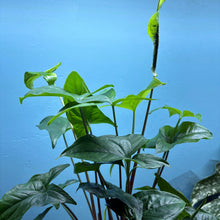Load image into Gallery viewer, Syngonium Podophyllum