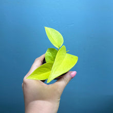 Load image into Gallery viewer, Baby Epipremnum Aureum 'Neon Pothos'