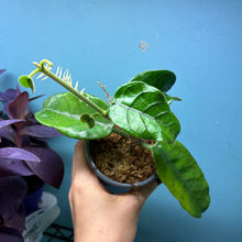 Load image into Gallery viewer, Hoya Villosa