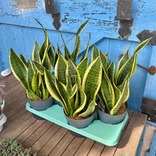 Load image into Gallery viewer, Sansevieria Trifasciata Futura Superba 'Snake Plant'