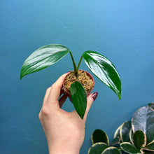 Load image into Gallery viewer, Rhaphidophora Decursiva Propagation Pot
