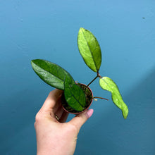 Load image into Gallery viewer, Hoya Crassipetiolata Propagation Pot
