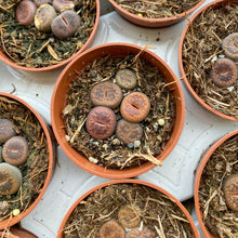 Load image into Gallery viewer, Baby Lithops 'Living Stones'