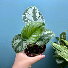 Load image into Gallery viewer, Scindapsus 'Trebie' Rooted Cuttings