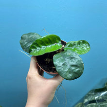 Load image into Gallery viewer, Hoya Villosa